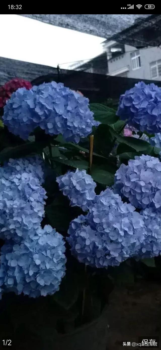 头条问答 什么品种的绣球花天生开花是篮色 22个回答