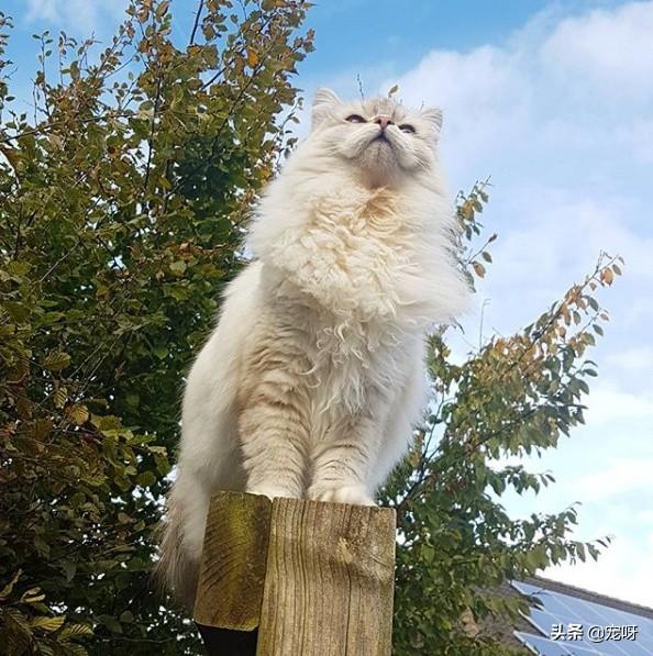 西伯利亚森林猫的颜色:世界上哪些家猫还保存着原始野性？为什么？ 西伯利亚森林猫颜色分类