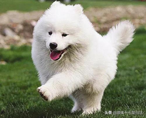 狗怕什么气味:狗怕什么气味，人闻不到？
