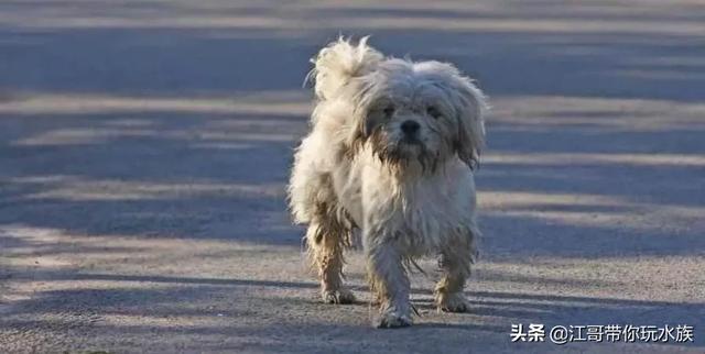 救助基地猫狗饿死:疫情严峻，疫区的流浪狗需要怎么处理呢？