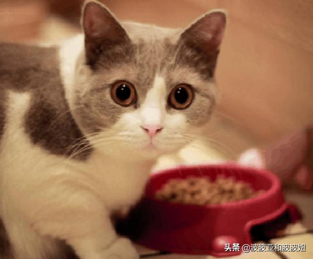 猫零食牛肉味vitakraft:猫需要经常换猫粮吗？还是只盯着一种猫粮吃就可以？