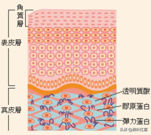 水解胶原纤脸面膜胶(水解胶原精华面膜)