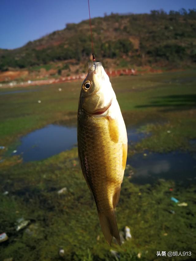 黄金鲫鱼的优势:冬天野钓鲫鱼如何选择钓位？