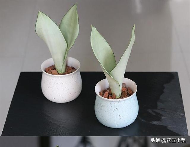 白玉是什么颜色,白玉虎皮兰为什么会呈绿色？