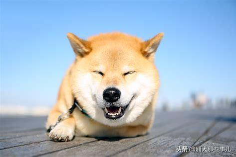 豆柴小犬:柴犬里面有细分品种吗？比如豆柴~？