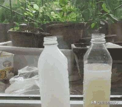 一叶兰能用淘米水浇吗:淘米水和洗菜水可以用来浇兰花吗？