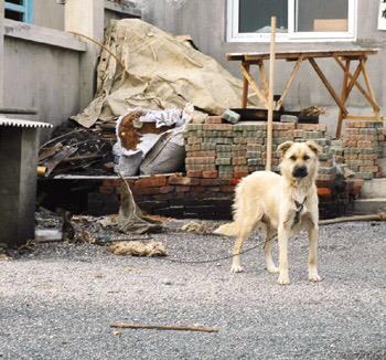 黑狼犬和杜高犬打架视频:我国哪种狼犬杀伤性最强？为什么？