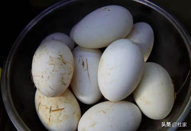 为何农村腌制鹅蛋的很少，为什么腌咸鸭蛋没有腌咸鸡蛋的？