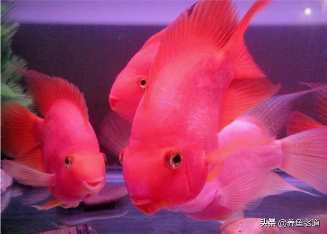 鹦鹉鱼常见病及症状图片:我的元宝鹦鹉鱼得了鼓眼病，腮也鼓，咋治？