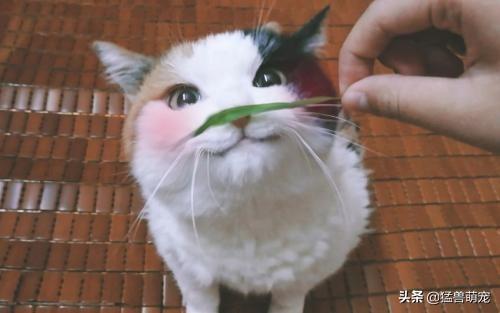 哪种猫容易有泪痕:七个月的猫有泪痕，该怎么办？