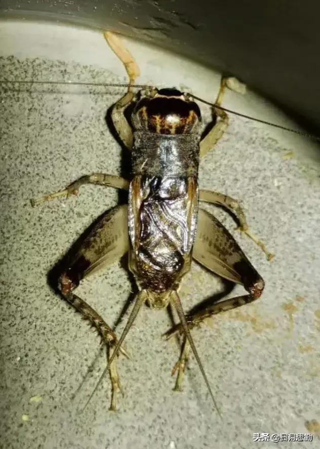 特别是中午蝉的鸣叫声更是一声赛过一声,走近细看是公蝉用歌声进行