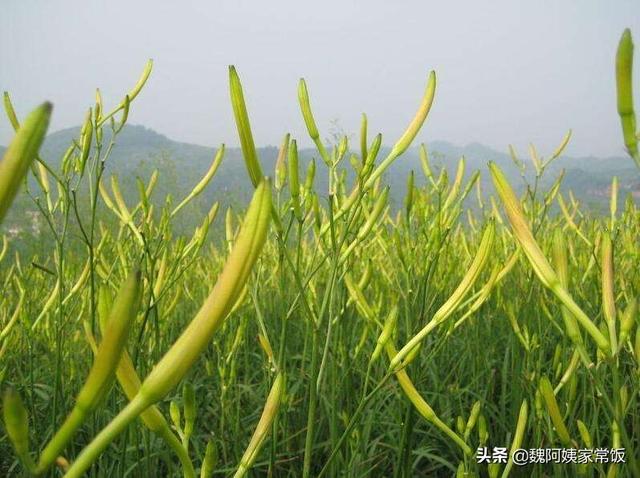 不知道新鲜的黄花菜怎么做好吃