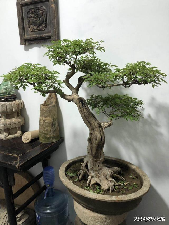 想种植盆景 哪种比较好 头条问答