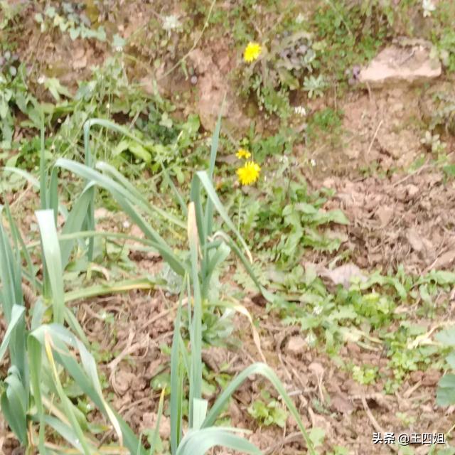 当下农村最火的野菜有哪些？