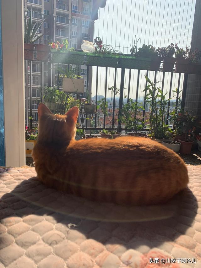 可爱的小猫咪教学反思:养猫后，你是越来越爱猫还是慢慢讨厌猫？ 大脾气的小猫咪小班教学反思