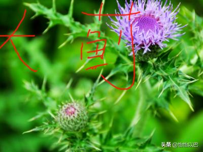 胜红蓟和假臭草的区别:棉田出龙葵和田旋花用那种除草剂好？