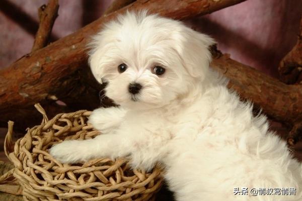 小狗的名字有那些:好听的狗狗名字大全，好听的狗狗中文名字？ 小狗的名字叫什么好听