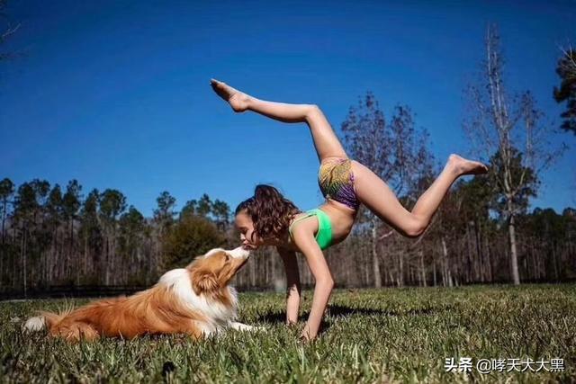 军犬训练教材哪里有卖:怎么当特种部队的军犬训导员？