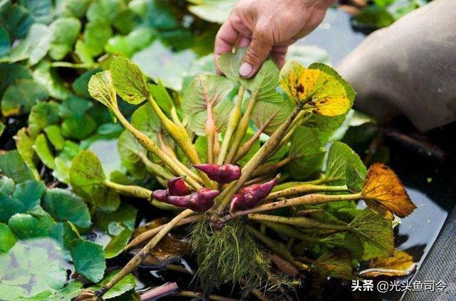 广东本地水草种类:草缸里不用加热棒、二氧化碳养的水草有哪些推荐？