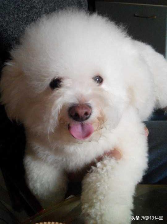 比熊图片:比熊犬的正确饲养方式，有哪些？