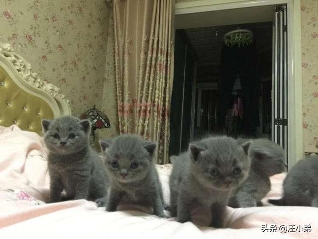 适合英短蓝猫幼猫猫粮:有没有养过英短的朋友来说说，英短幼猫吃什么猫粮好呢？