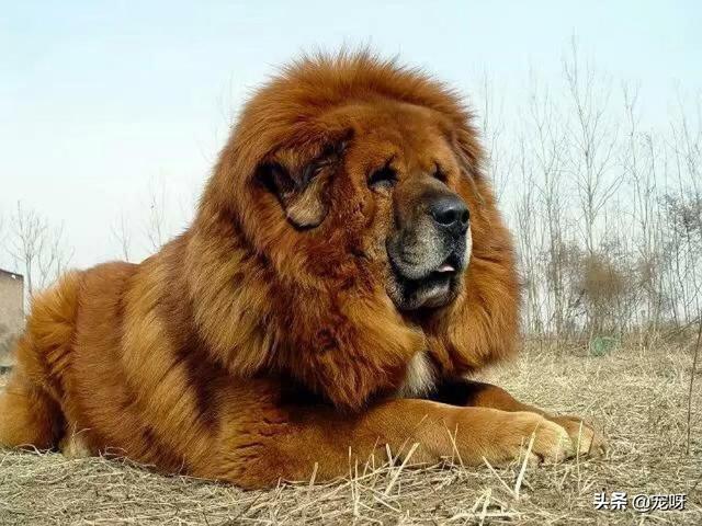 藏獒打架真实视频:三只大藏獒能打得过一只成年高加索犬吗？有何依据？