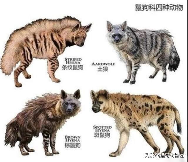 喜马拉雅古鬣犬图片:鬣狗生性残忍热衷于掏肛，到底在掏什么？