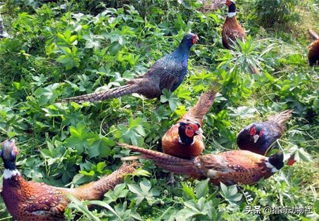 群内发布淫秽视频90余部，农村其他动物越来越少，可是野鸡越来越多，这是为什么呢