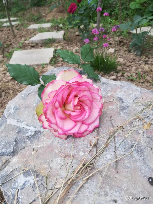 头条问答 花卉 花盆 盆栽 帮忙起个店名 谢谢 11个回答