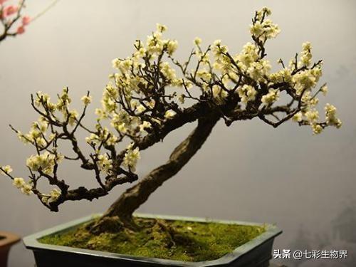 范无病 腊梅:范无病与范腊梅 为什么有的腊梅在立春后开花？