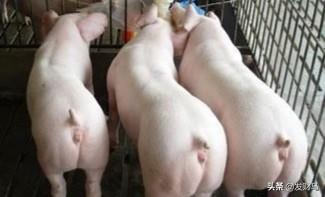 在当前行情下,养殖户养猪是不是能获得较高利润？