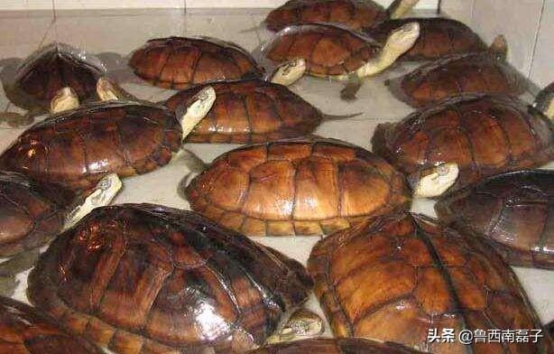越南金钱龟苗价格:2019年金钱龟走势如何？它的养殖前景如何？