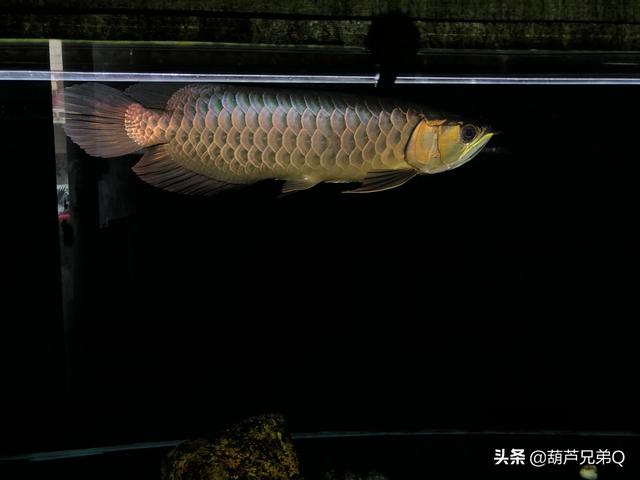 家中养鱼好么:鱼适合家家都养吗？哪些适合家养？