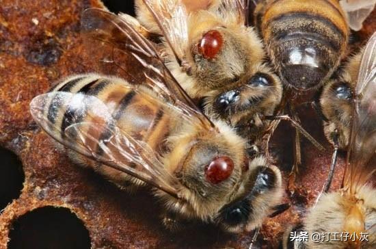 关于蜜蜂的知识有哪些简单:怎样养殖蜜蜂，蜜蜂养殖技术及蜜蜂养殖方法？