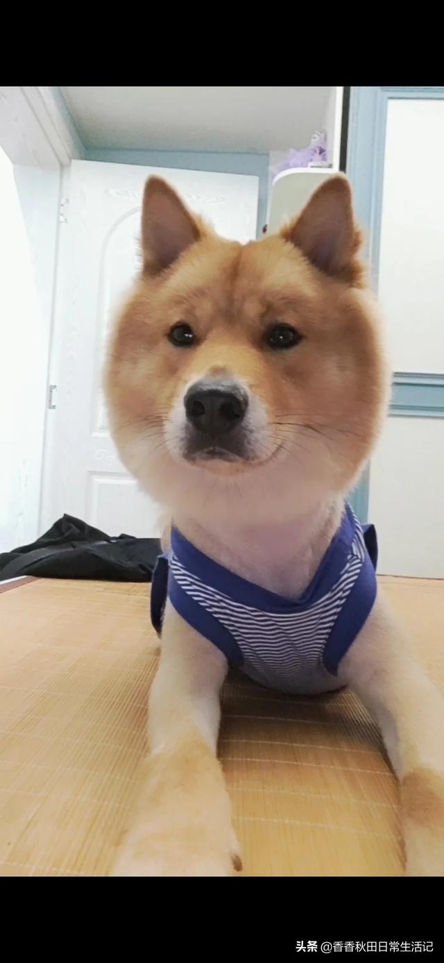 拉不拉多狗怎么训练:求助:拉布拉多幼犬怎么训练去卫生间大小便？