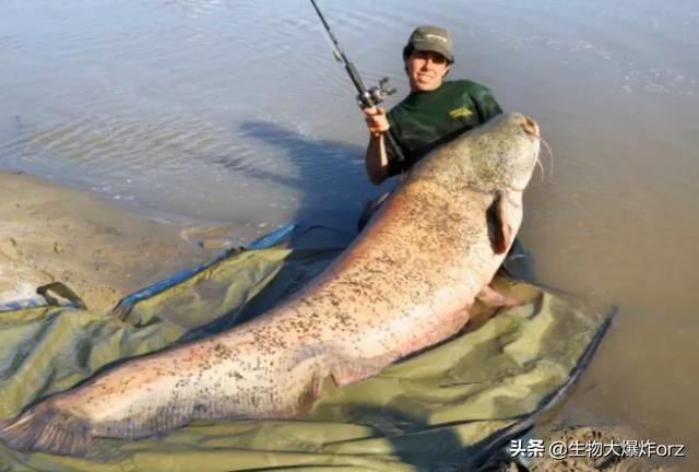 养殖鱼与海水鱼的区别:淡水鱼与海水鱼在饮食习惯上有何区别？