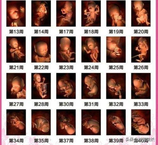 孕晚期是胎儿猛涨期吗？具体是哪几个周？插图