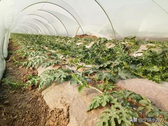 2020年温室大棚种植什么比较赚钱？