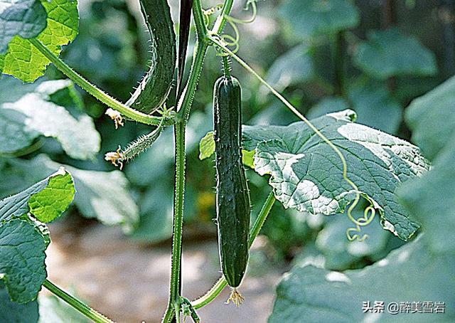 绝育黄瓜会开花吗:室内盆里播种黄瓜多久出芽 黄瓜栽种时为什么会出现有花无瓜现象？有什么补救措施？