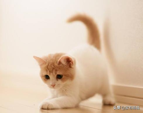 小奶猫能不能喝牛奶:两月大的猫可以喝牛奶吗？有什么需要注意的吗？