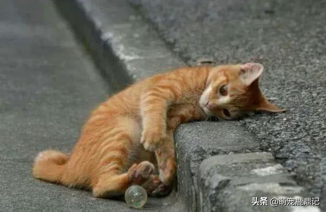 流浪猫和家猫的寿命差:为什么夏天少见流浪猫而冬天的时候经常见到呢？