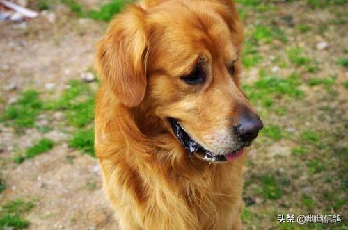 金毛犬怎么训练握手:训练金毛难不难？有什么技巧吗？