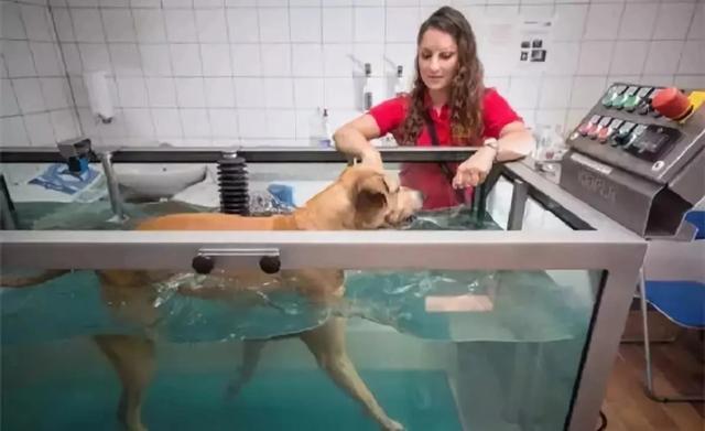 狗狗打架时为何是上嘴咬不是上手挠:狗子打架时为什么用嘴咬，不用手挠？