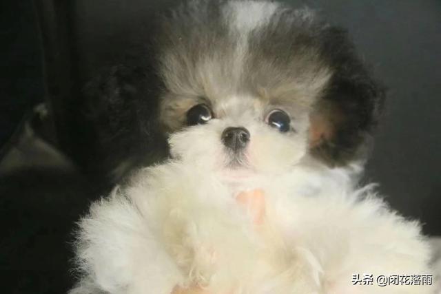 狗狗冲冲冲免费下载:泰迪犬不听话了，有什么办法让它更加服从吗？