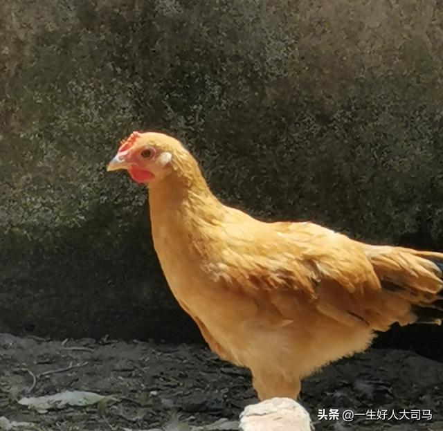 鸡发蔫,拉白屎喂点什么药好？