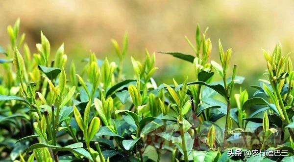 刚移栽的杨梅树可以铺防草布吗