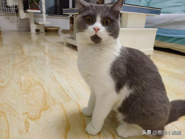 春节宠物寄养一笼难求:宠物寄养服务的介绍是怎样的？