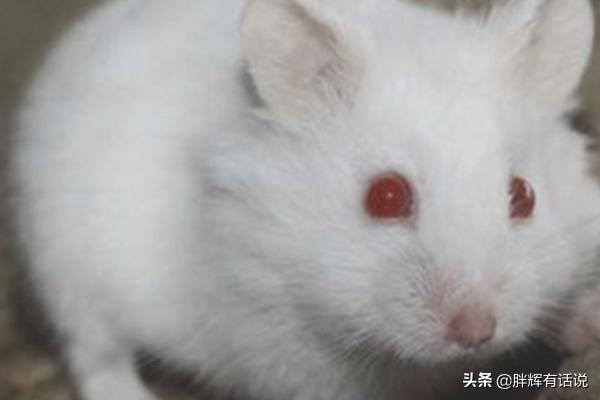 三线仓鼠野生色特征:仓鼠到底养哪种？你想好了吗？