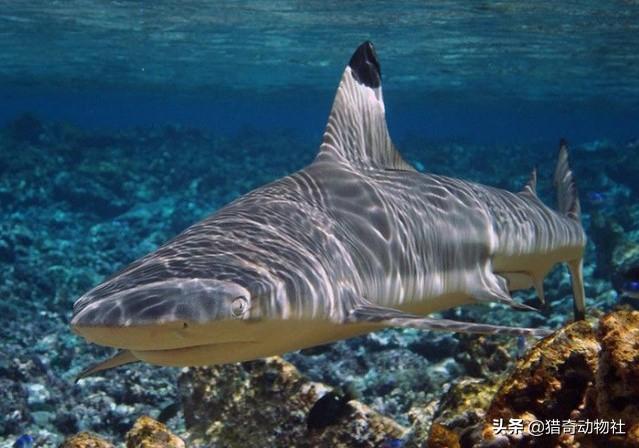 鲨鱼的繁殖方式，鲨鱼是怎样保护自己孩子的？你如何评价？