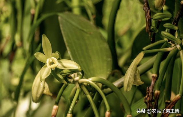 樱花兰花的种植方法:兰花怎么养，兰花的种植方法及栽培技巧？